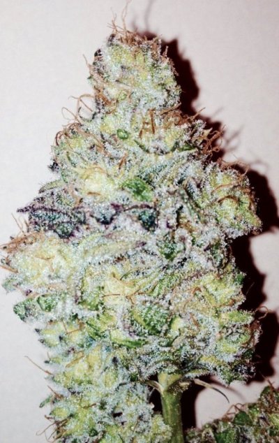 Let's See Your Frostiest Flowers