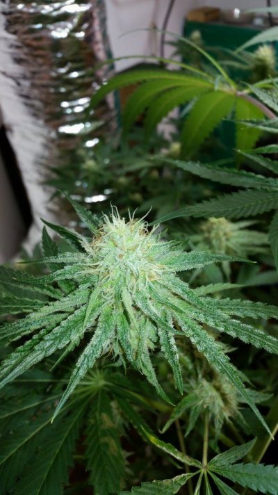 Help On Optimal Temps For Sealed Room Co2