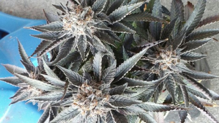 Golden Lion Genetics Test Grow