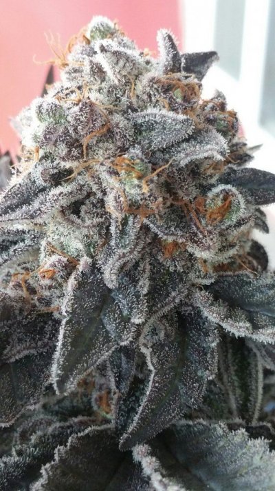 golden-lion-genetics-test-grow-4.jpg