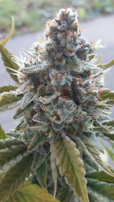 Golden Lion Genetics Test Grow