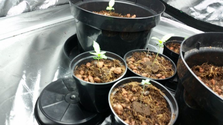 Newbie First Autoflower Grow Afghan Kush And Candy Kush