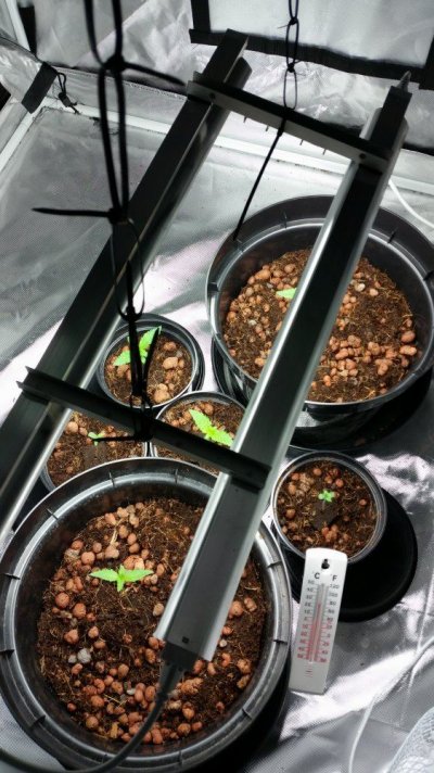 Newbie First Autoflower Grow Afghan Kush And Candy Kush
