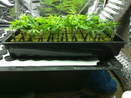 Billy's Flooded Tubes