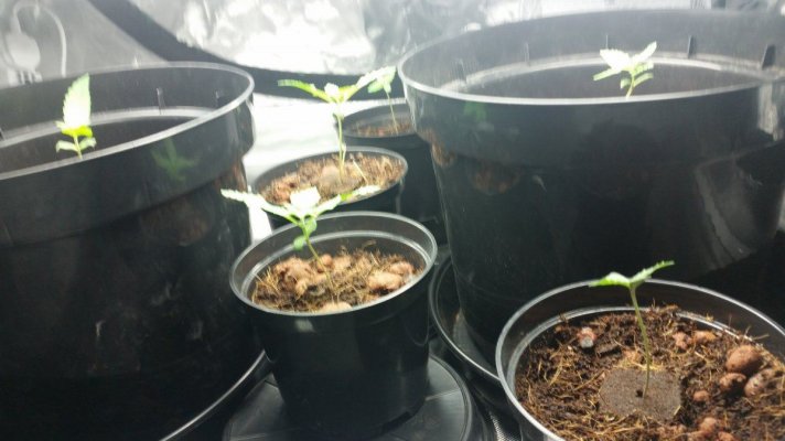 Newbie First Autoflower Grow Afghan Kush And Candy Kush