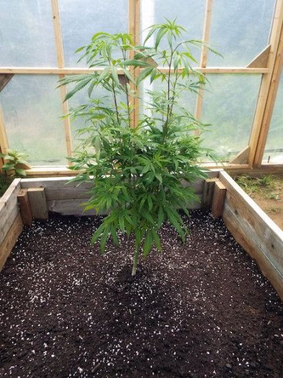 Sassy's 2015 Greenhouse
