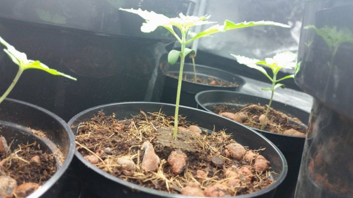Newbie First Autoflower Grow Afghan Kush And Candy Kush