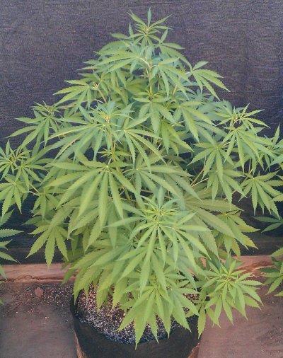 Purple Sensi Star x Heri OG pre flo