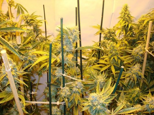 Medical Grow – Coco, 1200w. [Himalayan Gold & OG Kush]