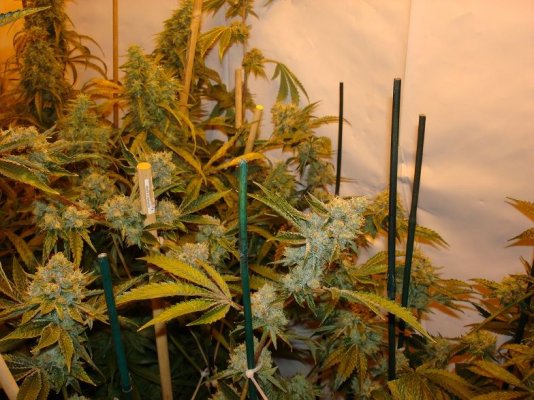 Medical Grow – Coco, 1200w. [Himalayan Gold & OG Kush]