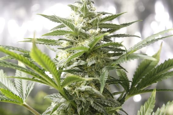 brrmese kush...jpg