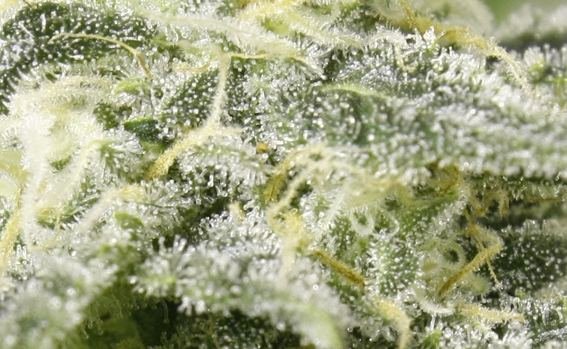 burmese kush.......jpg