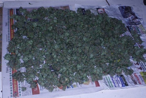 burmese kush.jpg