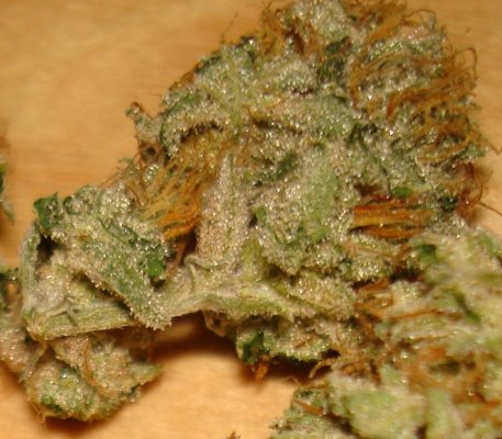 Medical Grow – Coco, 1200w. [Himalayan Gold & OG Kush]