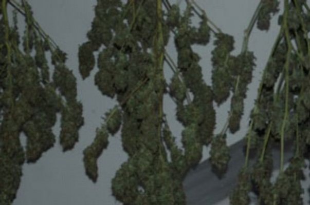 tip-leads-to-underground-pot-bust.jpg