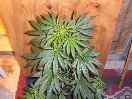 DSCN4988.JPG