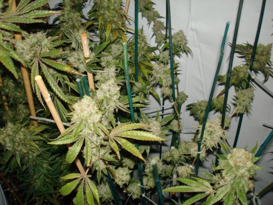 Medical Grow – Coco, 1200w. [Himalayan Gold & OG Kush]