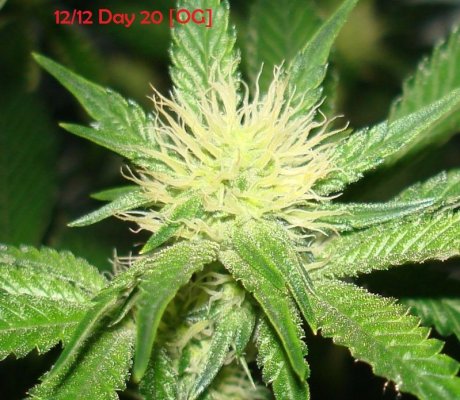 I think I got a really good cut of OG, help me identify.