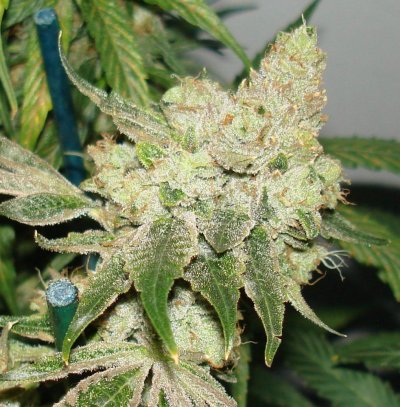 I think I got a really good cut of OG, help me identify.