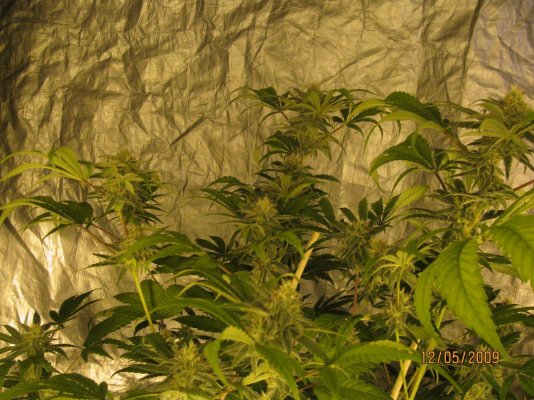 5 dec. 2009..wk 7 062.jpg