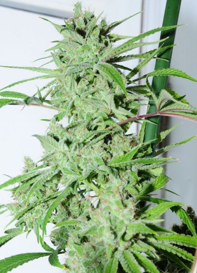 c99-bx-1-harvest-shots---smoke-report.jpg