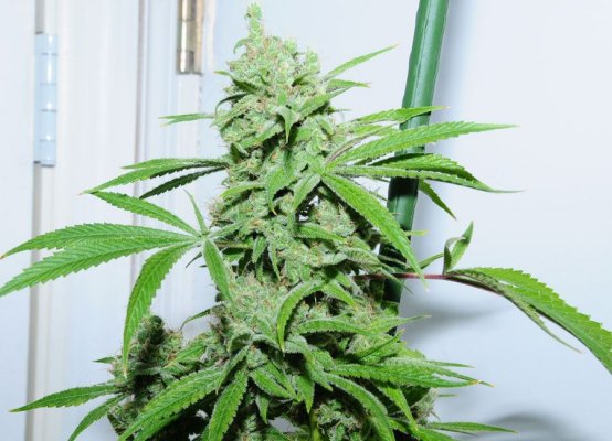 c99-bx-1-harvest-shots---smoke-report-2.jpg