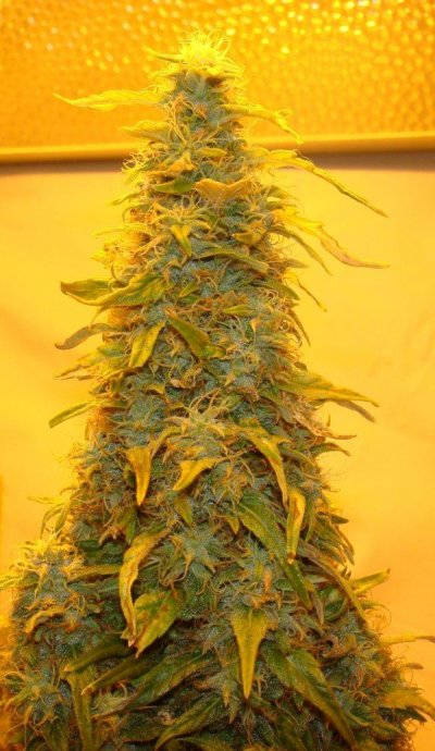 Medical Grow – Coco, 1200w. [Himalayan Gold & OG Kush]