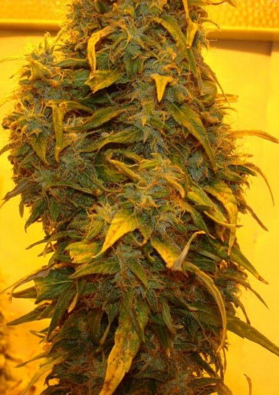 Medical Grow – Coco, 1200w. [Himalayan Gold & OG Kush]