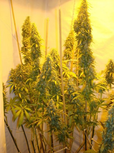 Medical Grow – Coco, 1200w. [Himalayan Gold & OG Kush]