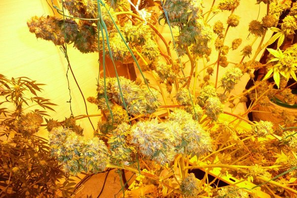 harvest10.jpg