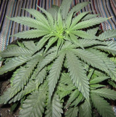 plant-1jpg.jpg