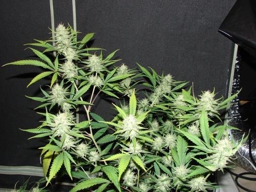 super-silver-haze-oldsogs-cut.jpg