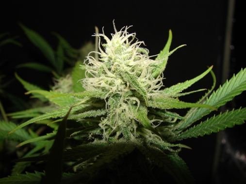 super-silver-haze-oldsogs-cut-4.jpg