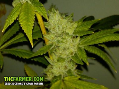 Larry Og2.jpg
