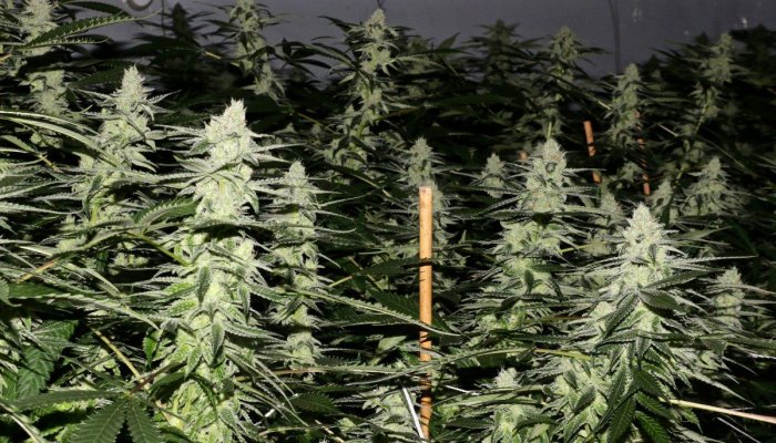BREAKING BUD with ILL EAGLE