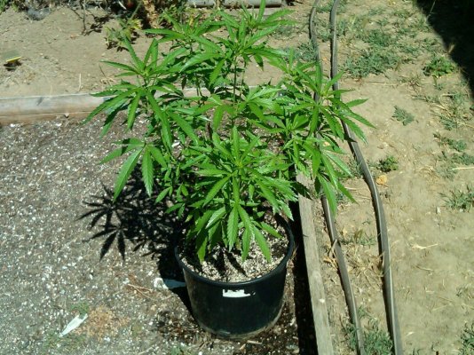 Durban Poison x Hash Plant Experiment