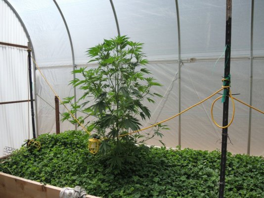 Goji Og A 6 26 15