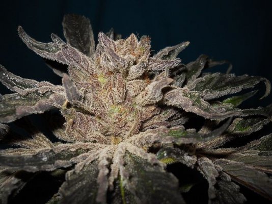 PK x BDD 1 pre harvest 2
