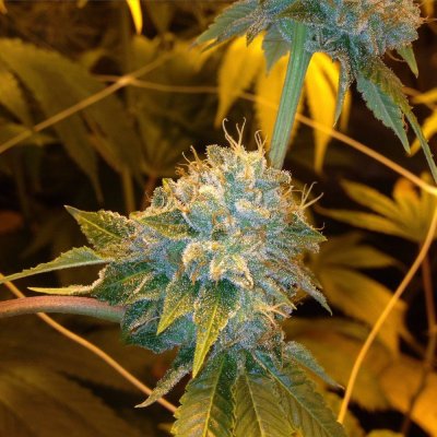 = The BEST OG Kush Clone Only=