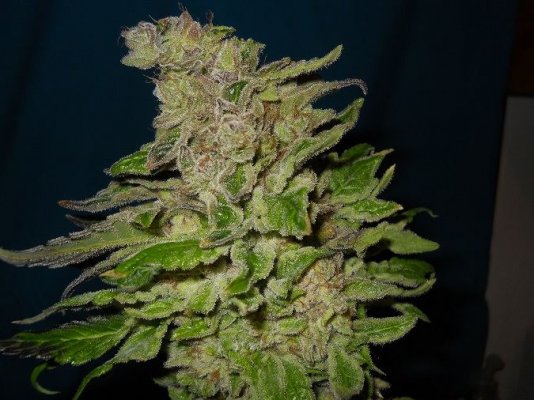 PK x BDD 7 pre harvest 2