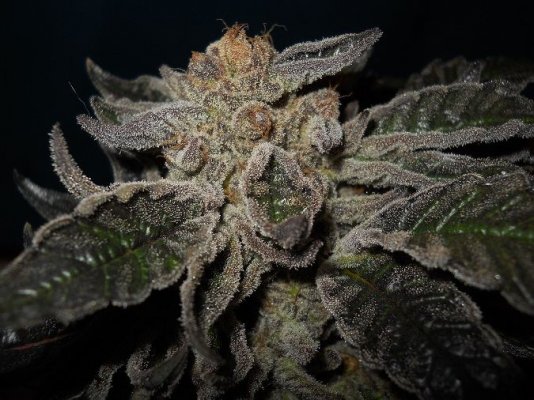 PK x BDD 9 pre harvest 2