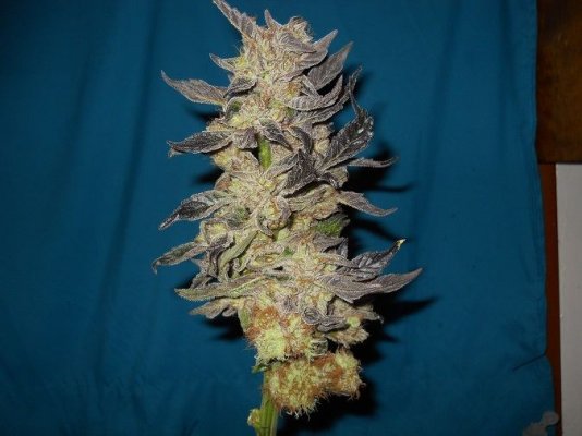PK x BDD 13 pre harvest 1
