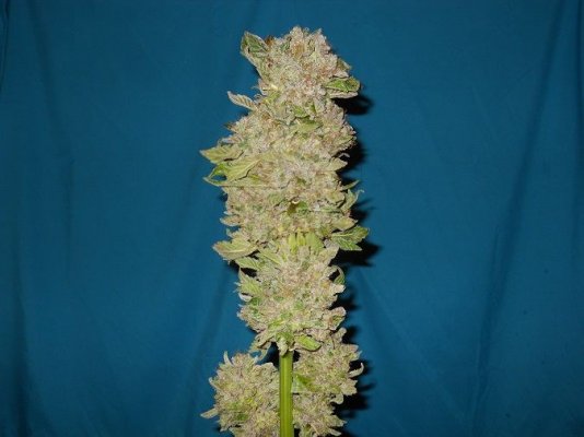 PK x BDD 14 pre harvest 1