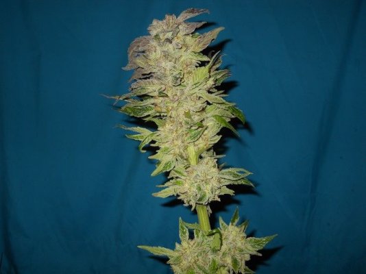 PK x BDD 17 pre harvest 1