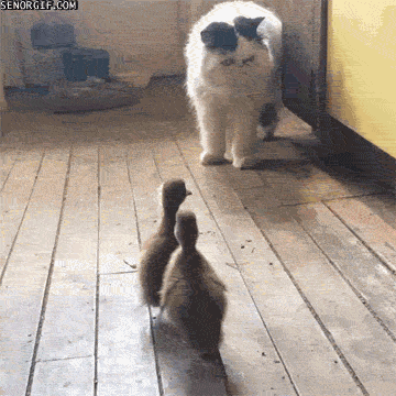 Funny Pictures