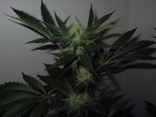 Let's See Your Frostiest Flowers
