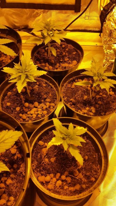 Newbie First Autoflower Grow Afghan Kush And Candy Kush