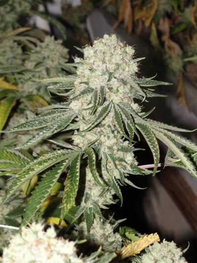 Let's See Your Frostiest Flowers