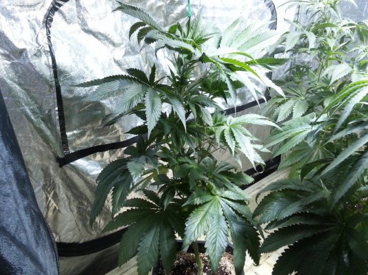Out Of 20 Sour Bubble Plants From Seed,1 Fat Leafer.