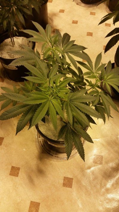 Blue Power Grow Log